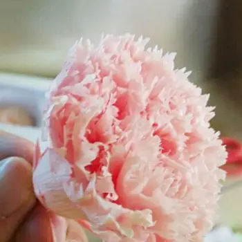 8Pcs Konzervirane Cvet Glavo Nagelj Dekorativni Posušen Cvet Mater Dan Darilo Polje Rože za Mamo
