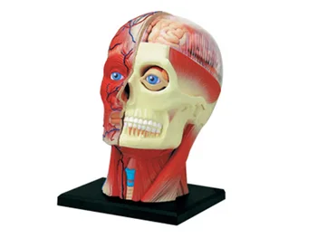 4d Človeško Telo Trupa Reproduktivni Sistem Ledvic Glavo Živce, Kožo, Anatomski Model Medicinske Dobavitelj Poučevanja Sestavljanje Puzzle Igrača