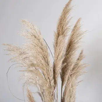 Velika Reed Posušeno Cvetje Naravni Rastlinski Posušen Cvet Šopek, Dekoracijo Družinski Poročni Dekoracijo