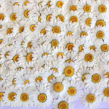 250pcs 2.5-3.5 cm Pritisnete Posušeni Bela Chrysanthemum Paludosum Cvet Za Nakit Zaznamek Telefon Primeru Dopisnica, Vabilo Kartice DIY