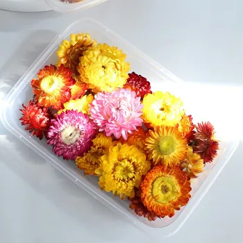 50Pcs Naravni Rastlinski Posušene Chrysanthemum Flower Glave obirajo ročno Eternell Daisy Poročno Dekoracijo Doma DIY Flores Decorativas