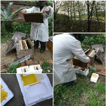 Pridelek Čebelji Panj, Čebelarstvo Kralj Polje Opraševanje Polje Čebelarstvo Odlično Orodje za Vrt Opraševanje