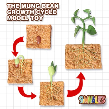 Rastline Otroke, Odrasle S Velikost Simulacije Rastlin PVC Mung Fižol Ciklus Rasti Model Igrača Popularizacijo Znanosti Dekoracijo