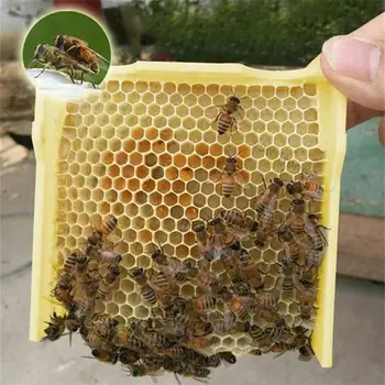 Pridelek Čebelji Panj, Čebelarstvo Kralj Polje Opraševanje Polje Čebelarstvo Odlično Orodje za Vrt Opraševanje