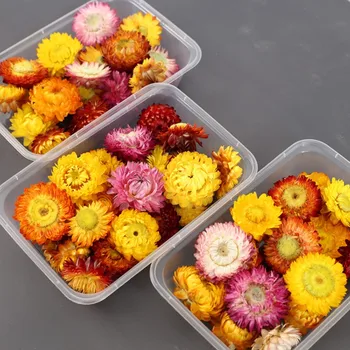 50Pcs Naravni Rastlinski Posušene Chrysanthemum Flower Glave obirajo ročno Eternell Daisy Poročno Dekoracijo Doma DIY Flores Decorativas